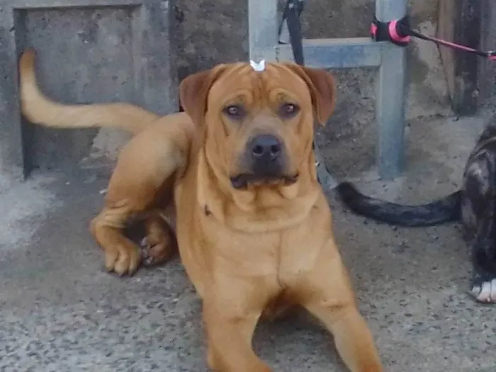 Cachorro ra a SRD-ViraLata idade 1 ano nome Thor 