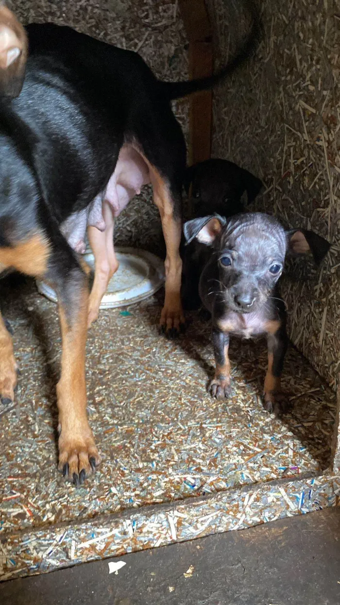 Cachorro ra a Pinscher idade 2 a 6 meses nome Giovanna cristina silva