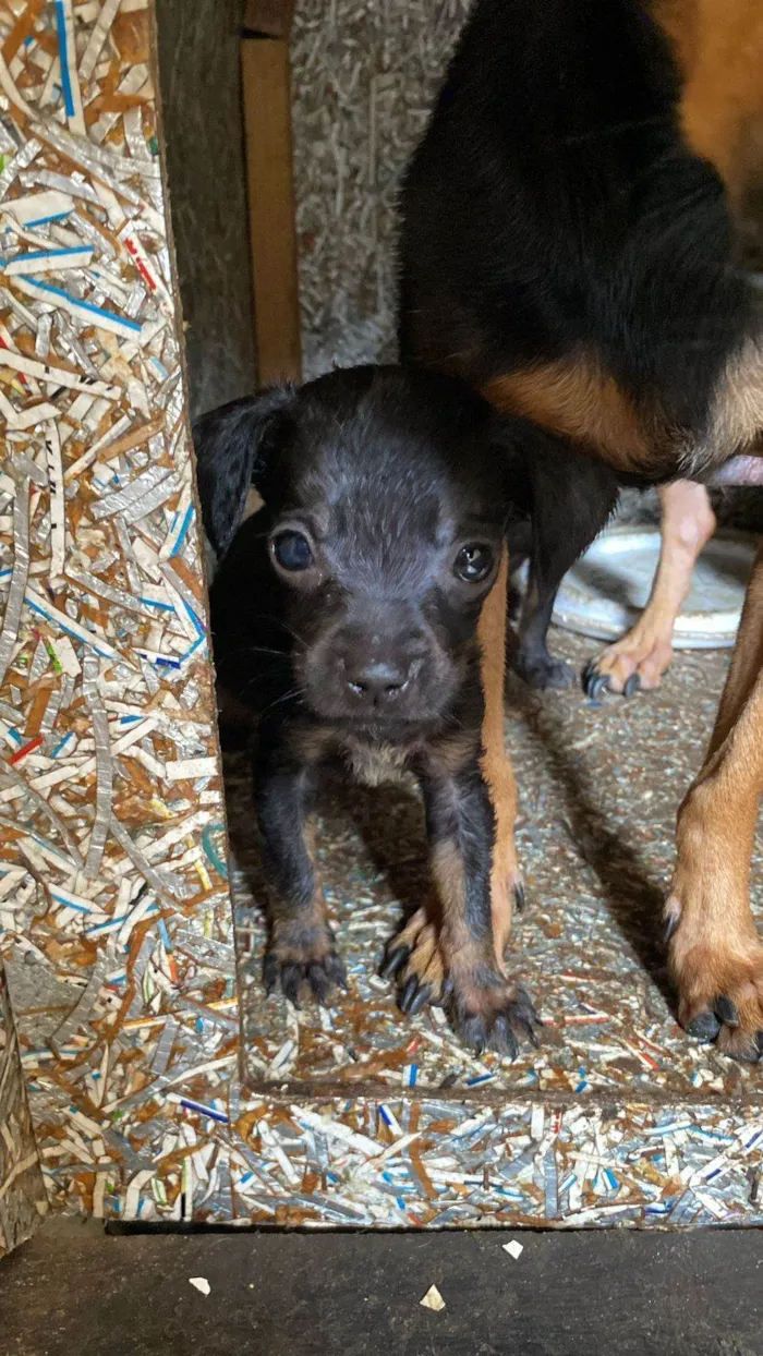 Cachorro ra a Pinscher idade 2 a 6 meses nome Giovanna cristina silva