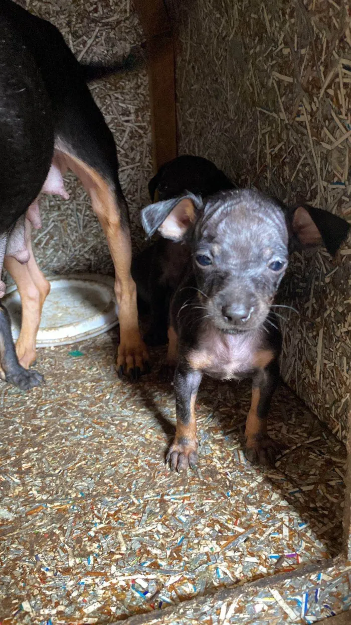 Cachorro ra a Pinscher idade 2 a 6 meses nome Giovanna cristina silva