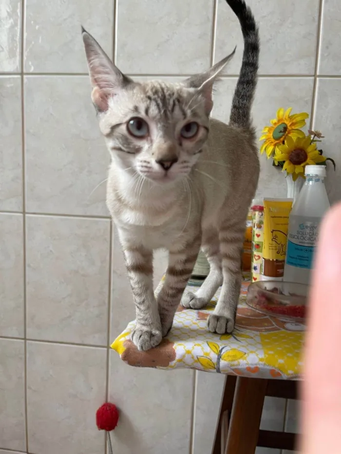 Gato ra a SRD-ViraLata idade 2 a 6 meses nome Mel