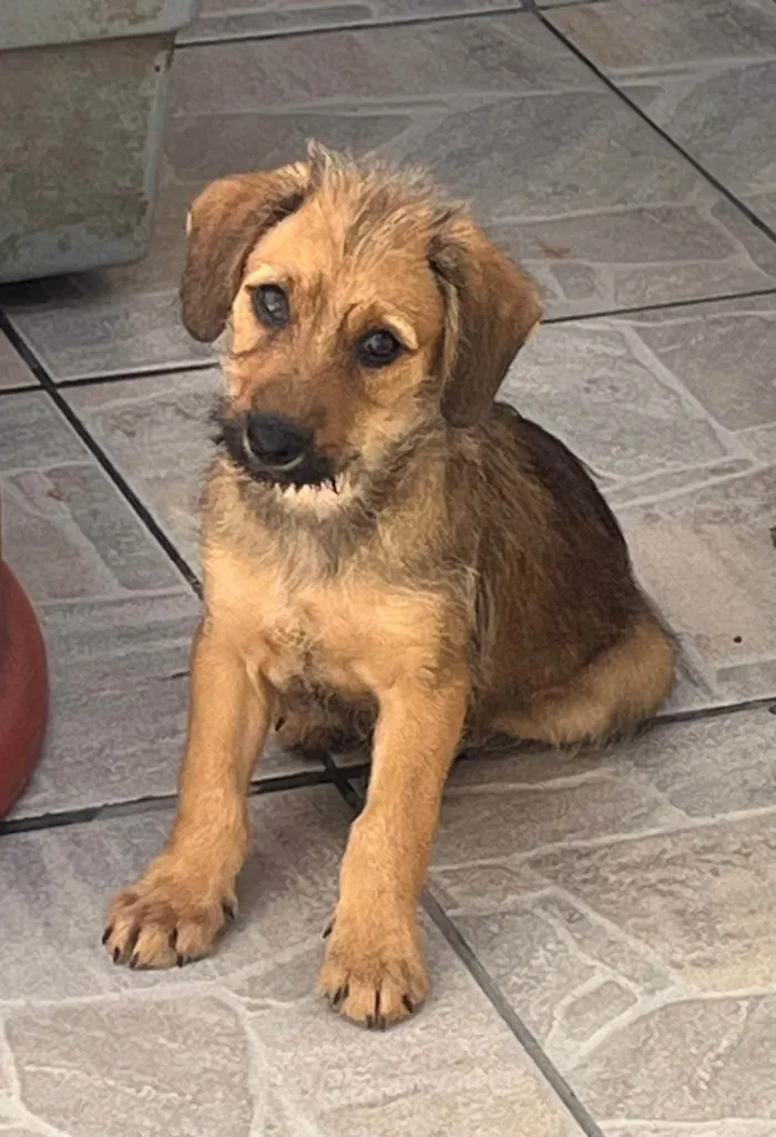 Cachorro ra a SRD-ViraLata idade 2 a 6 meses nome Bruno Mars