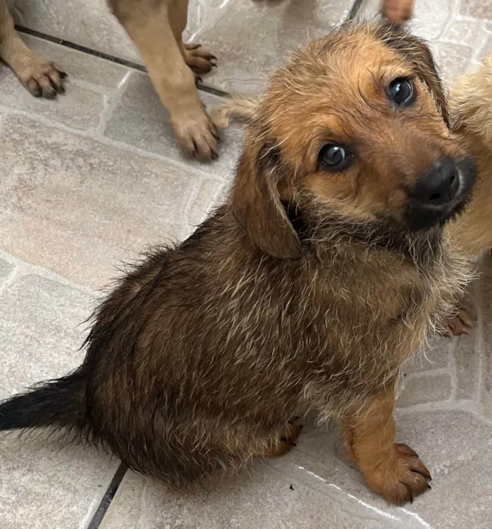 Cachorro ra a SRD-ViraLata idade 2 a 6 meses nome Bruno Mars