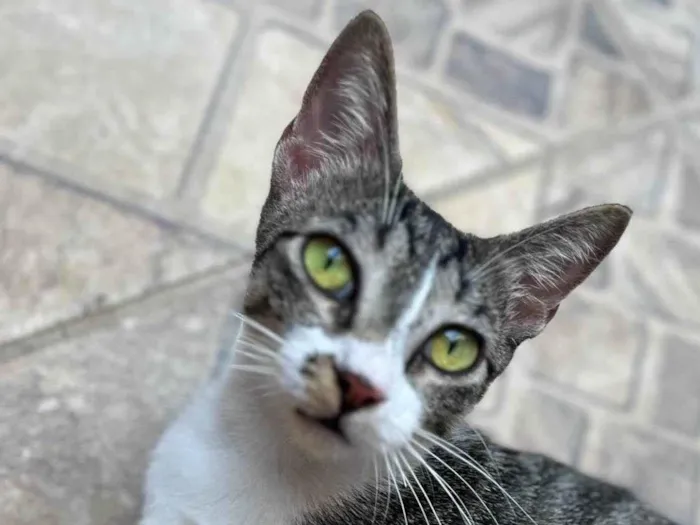 Gato ra a SRD-ViraLata idade 2 a 6 meses nome Gatinhos fofos procurando um lar 