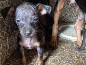 Cachorro raça Pinscher idade 2 a 6 meses nome Giovanna cristina silva