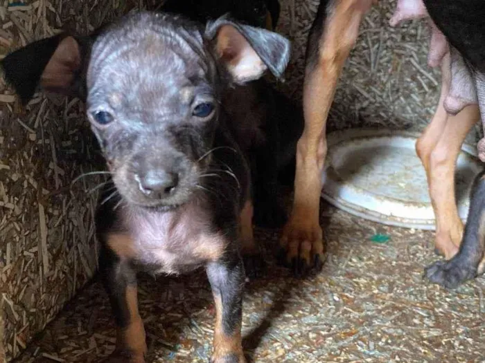 Cachorro ra a Pinscher idade 2 a 6 meses nome Giovanna cristina silva