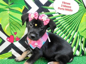 Cachorro raça SRD-ViraLata idade 2 a 6 meses nome Jenny