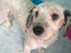 Cachorro raça SRD-ViraLata idade 1 ano nome Cindy