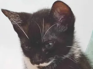 Gato raça SRD-ViraLata idade Abaixo de 2 meses nome Sem nome