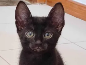 Gato raça SRD-ViraLata idade Abaixo de 2 meses nome Sem nome