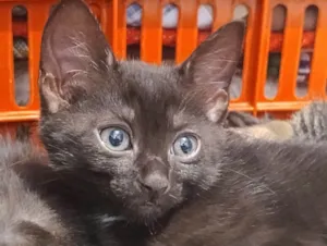 Gato raça SRD-ViraLata idade Abaixo de 2 meses nome Sem nome