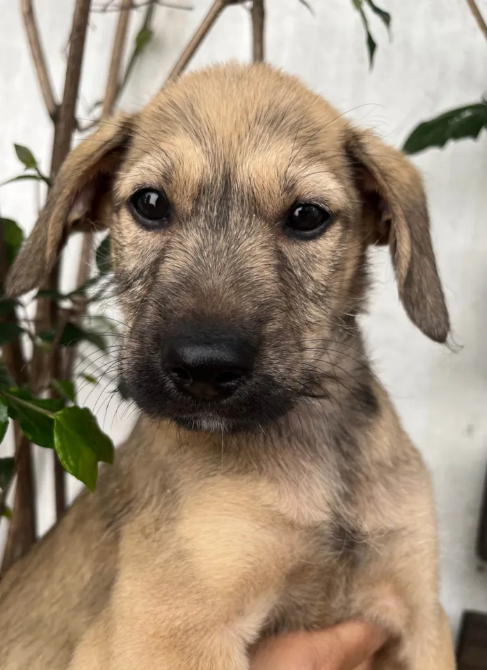 Cachorro ra a SRD-ViraLata idade 2 a 6 meses nome Freddie Mercury