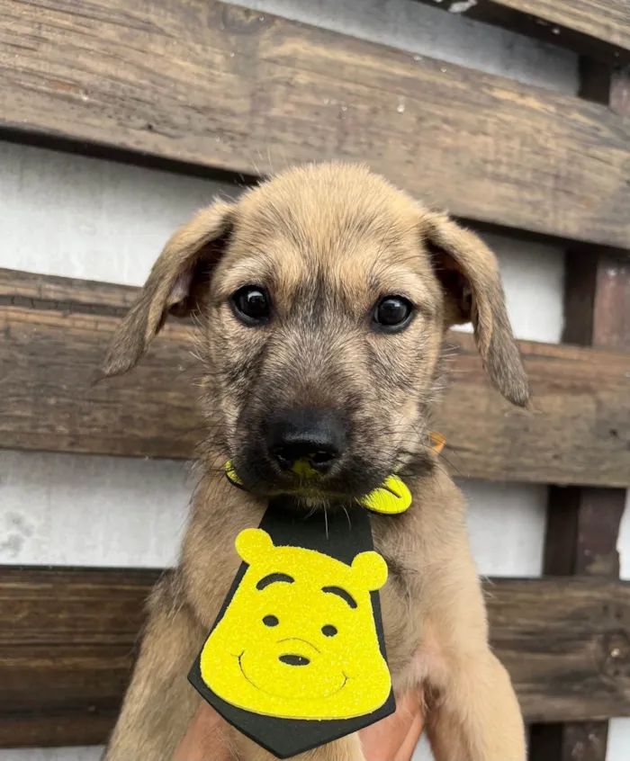 Cachorro ra a SRD-ViraLata idade 2 a 6 meses nome Freddie Mercury