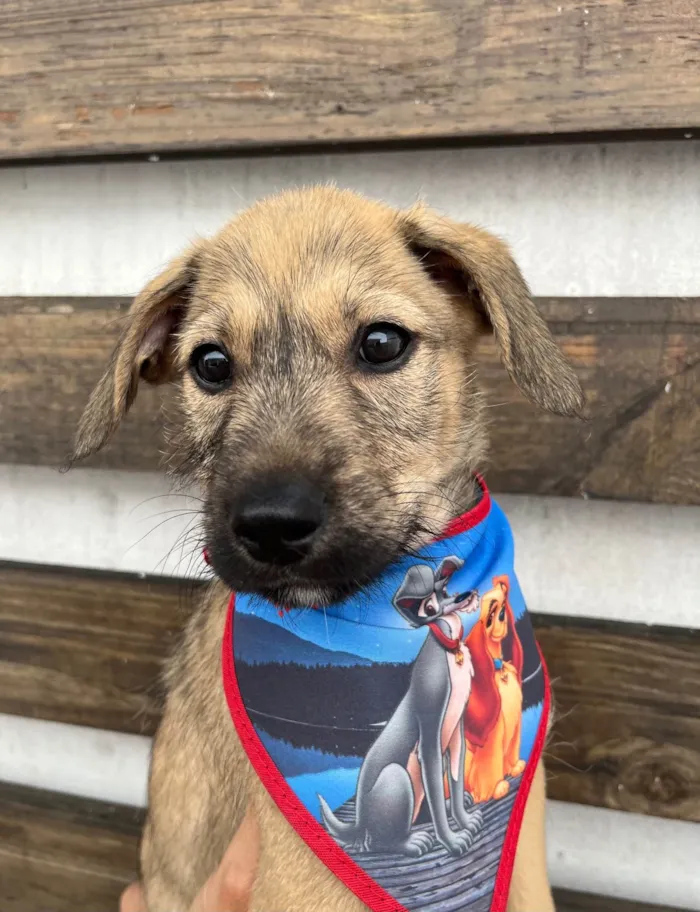 Cachorro ra a SRD-ViraLata idade 2 a 6 meses nome Freddie Mercury