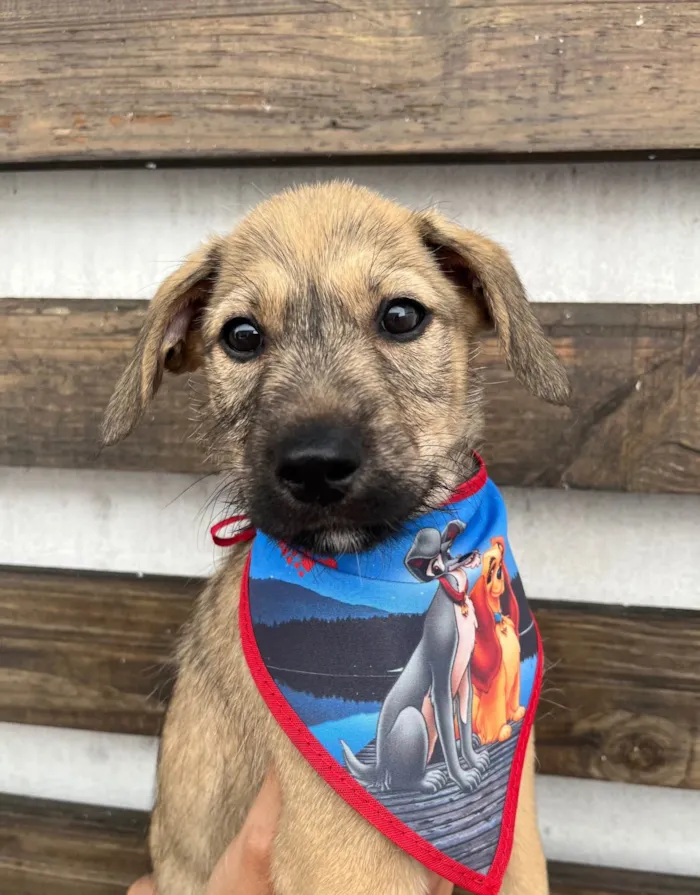 Cachorro ra a SRD-ViraLata idade 2 a 6 meses nome Freddie Mercury