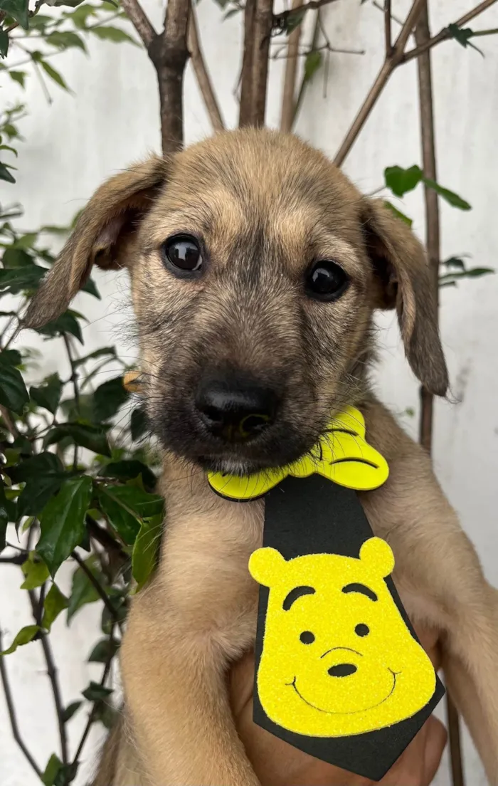 Cachorro ra a SRD-ViraLata idade 2 a 6 meses nome Freddie Mercury