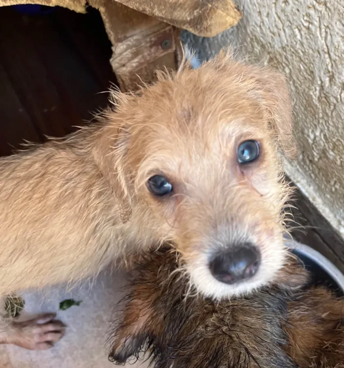 Cachorro ra a SRD-ViraLata idade 2 a 6 meses nome Elvis Presley