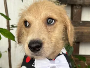 Cachorro raça SRD-ViraLata idade 2 a 6 meses nome Elvis Presley