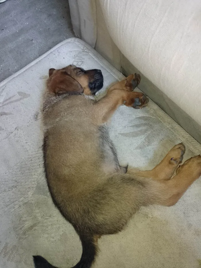 Cachorro ra a SRD-ViraLata idade 2 a 6 meses nome Nome dele é Thor 