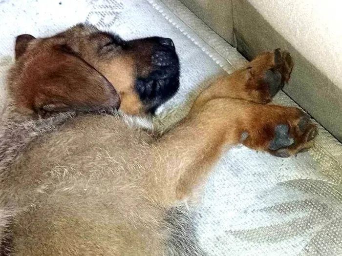 Cachorro ra a SRD-ViraLata idade 2 a 6 meses nome Nome dele é Thor 