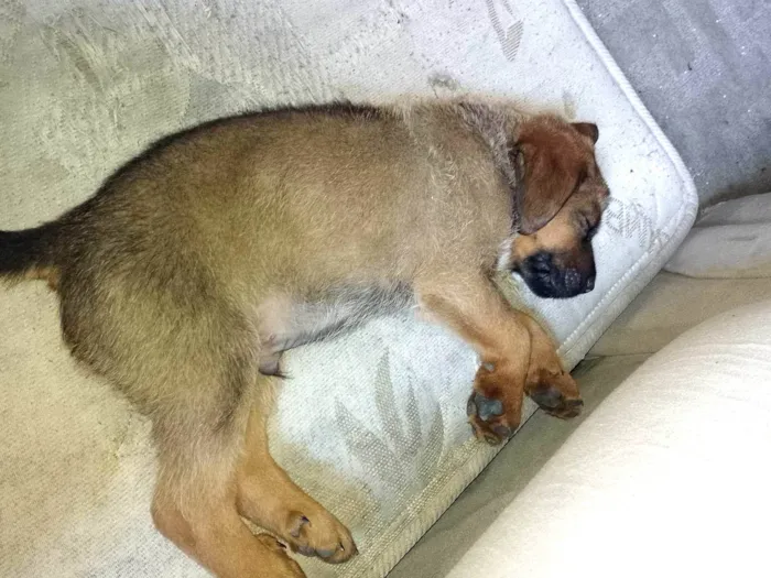 Cachorro ra a SRD-ViraLata idade 2 a 6 meses nome Nome dele é Thor 