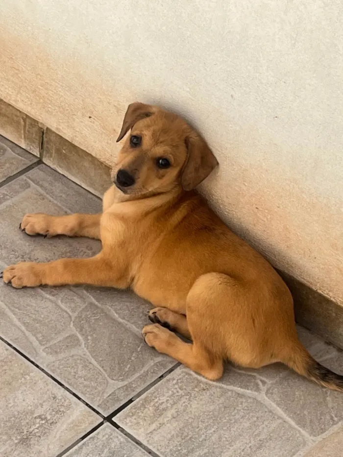 Cachorro ra a SRD-ViraLata idade 2 a 6 meses nome Taylor Swift 