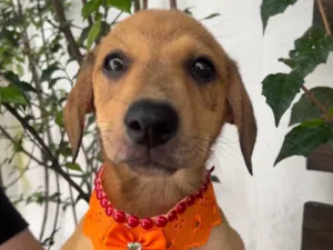 Cachorro raça SRD-ViraLata idade 2 a 6 meses nome Taylor Swift 