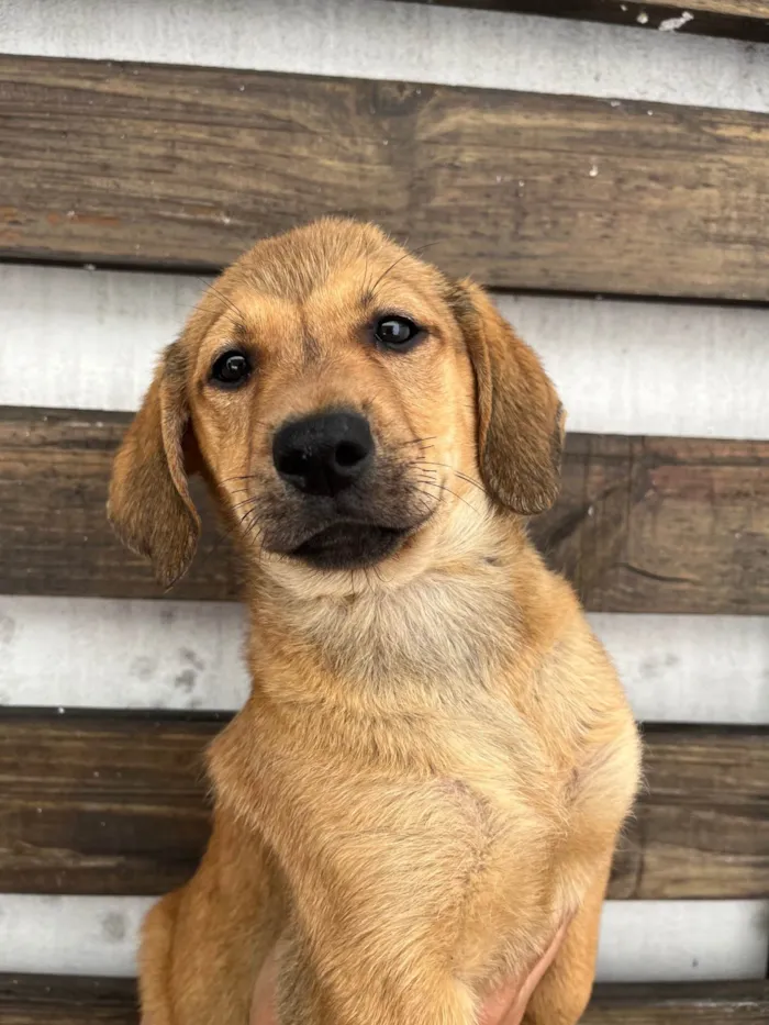 Cachorro ra a SRD-ViraLata idade 2 a 6 meses nome Shakira