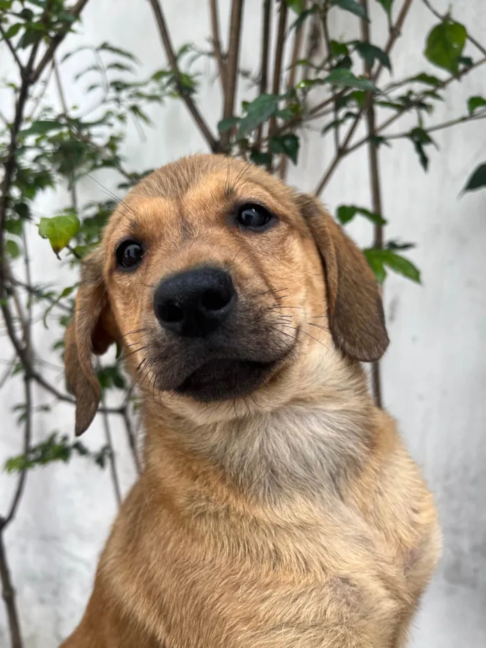 Cachorro ra a SRD-ViraLata idade 2 a 6 meses nome Shakira