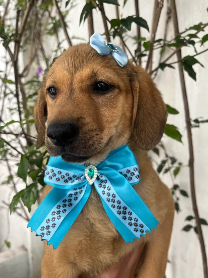 Cachorro ra a SRD-ViraLata idade 2 a 6 meses nome Shakira