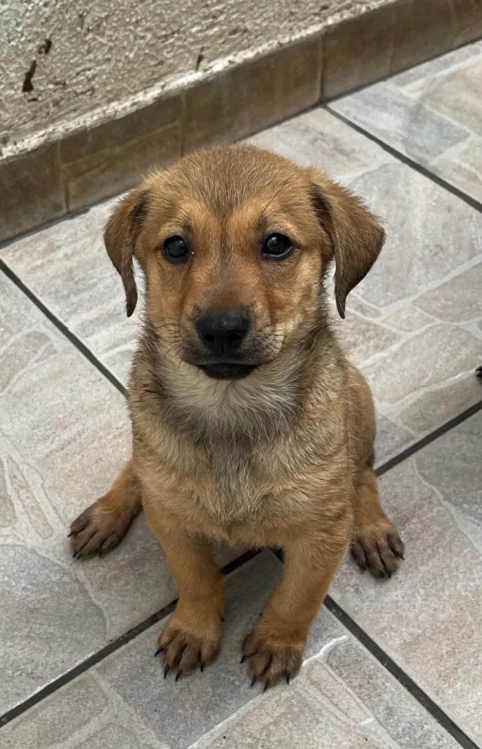 Cachorro ra a SRD-ViraLata idade 2 a 6 meses nome Shakira