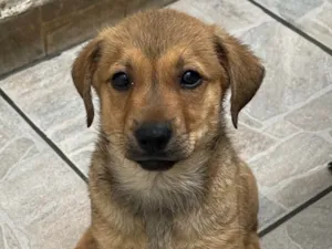 Cachorro raça SRD-ViraLata idade 2 a 6 meses nome Shakira