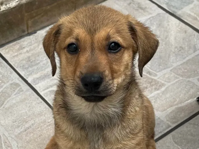 Cachorro ra a SRD-ViraLata idade 2 a 6 meses nome Shakira