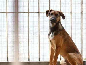 Cachorro raça SRD-ViraLata idade 7 a 11 meses nome Joca