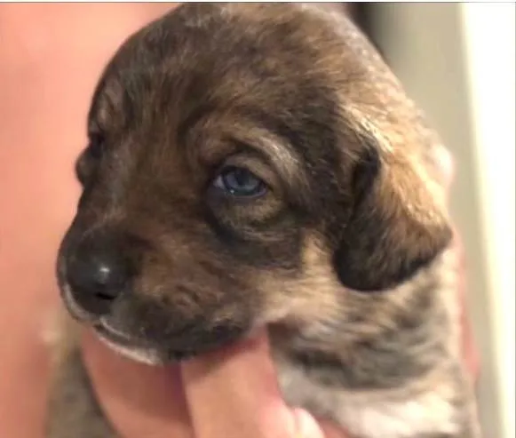 Cachorro ra a SRD-ViraLata idade 2 a 6 meses nome Otto