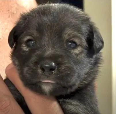 Cachorro ra a SRD-ViraLata idade 2 a 6 meses nome Bob 