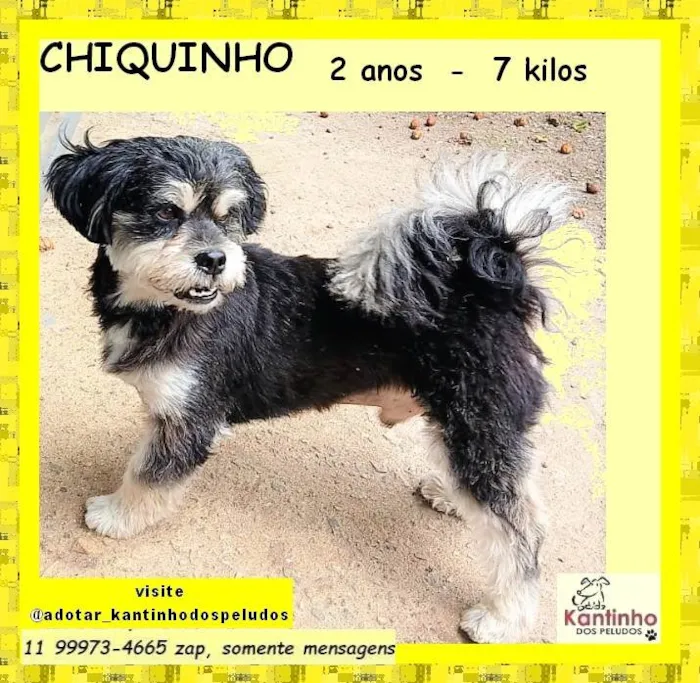 Cachorro ra a SRD-ViraLata idade 2 anos nome CHIQUINHO 