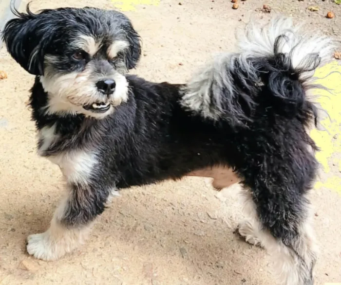 Cachorro ra a SRD-ViraLata idade 2 anos nome CHIQUINHO 