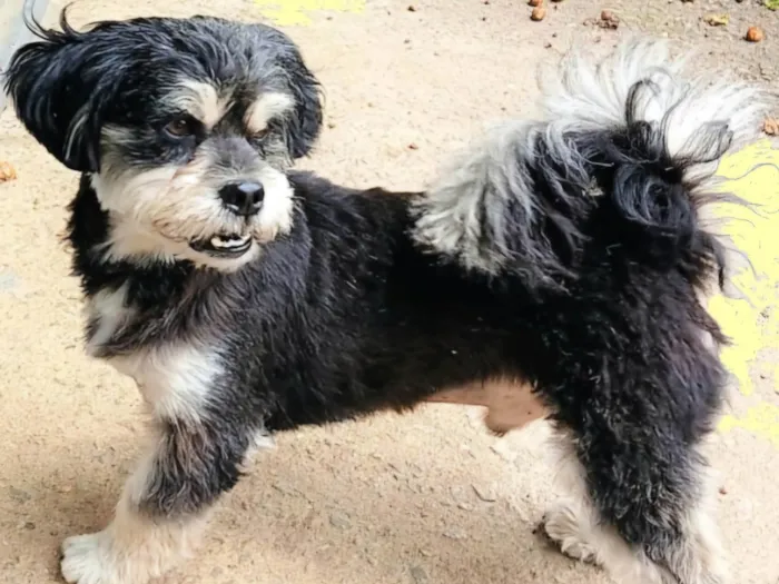 Cachorro ra a SRD-ViraLata idade 2 anos nome CHIQUINHO 