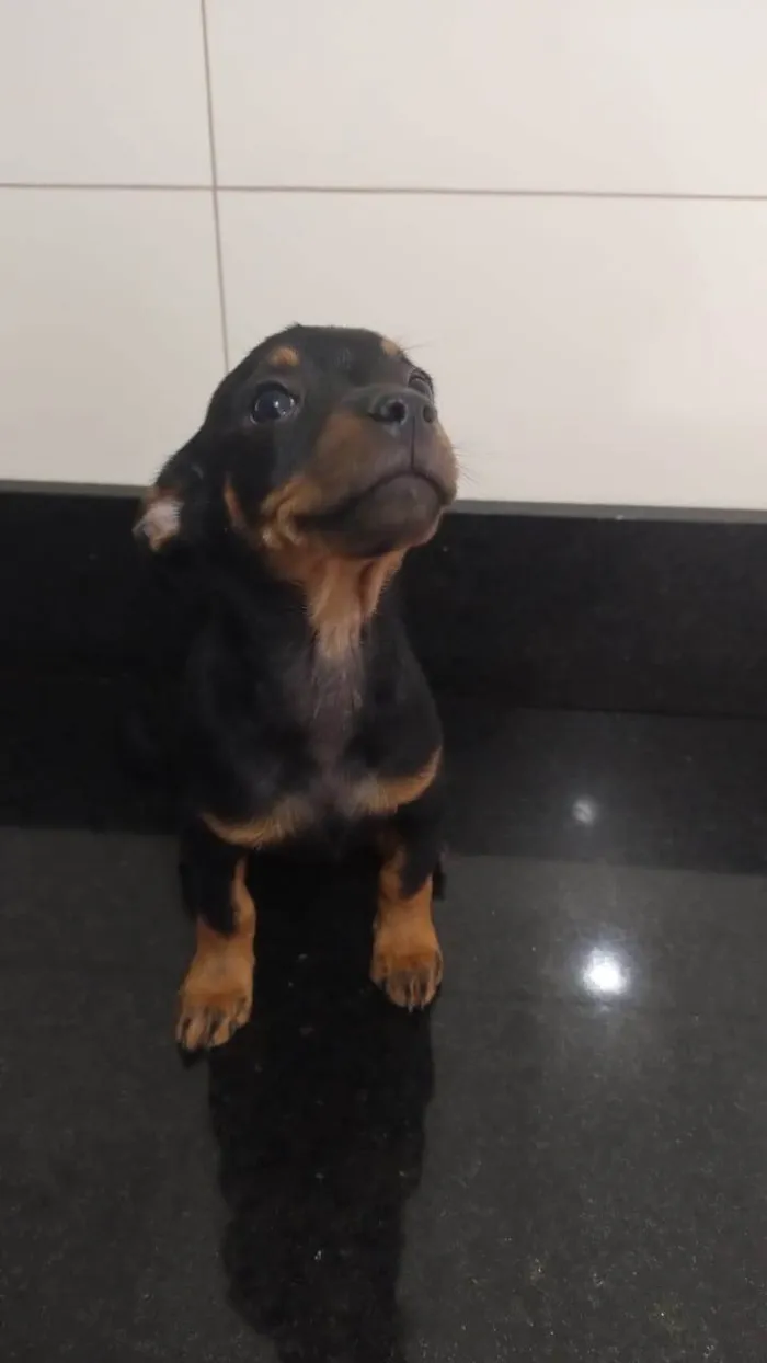 Cachorro ra a SRD-ViraLata idade 2 a 6 meses nome Sem nome