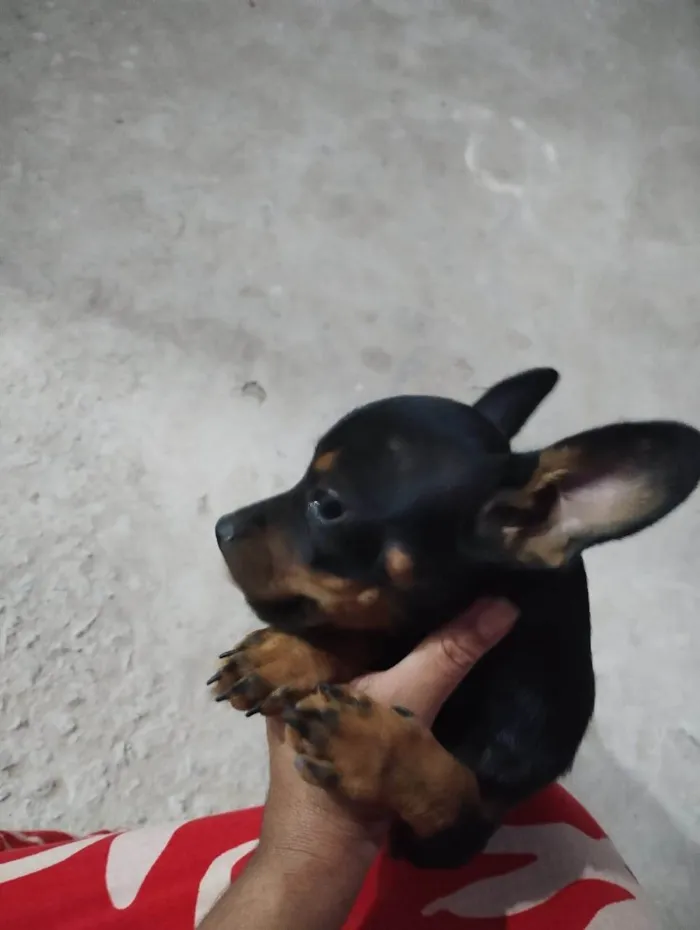 Cachorro ra a SRD-ViraLata idade 2 a 6 meses nome Sem nome