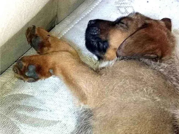 Cachorro ra a SRD-ViraLata idade 2 a 6 meses nome Nome dele é Thor 