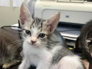 Gato raça SRD-ViraLata idade Abaixo de 2 meses nome Gatinhos