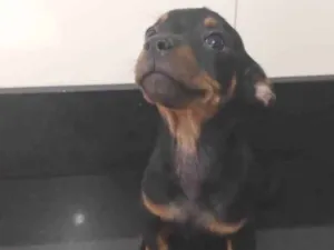 Cachorro raça SRD-ViraLata idade 2 a 6 meses nome Sem nome