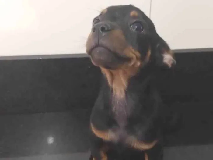 Cachorro ra a SRD-ViraLata idade 2 a 6 meses nome Sem nome