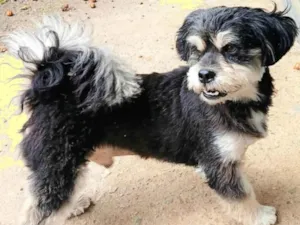 Cachorro raça SRD-ViraLata idade 2 anos nome CHIQUINHO 