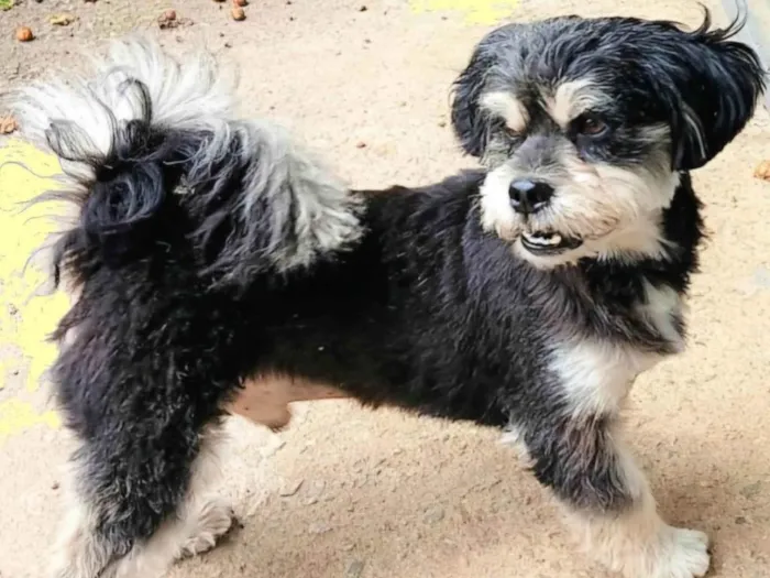 Cachorro ra a SRD-ViraLata idade 2 anos nome CHIQUINHO 