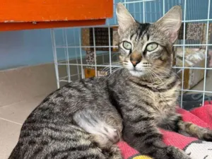 Gato raça SRD-ViraLata idade 1 ano nome JUJUBA