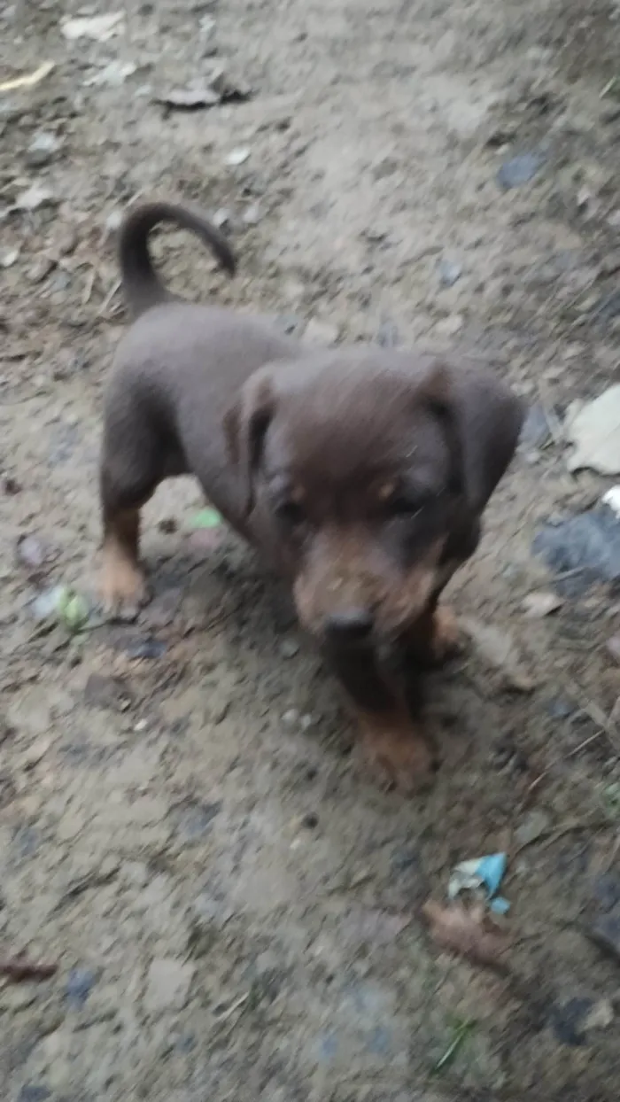 Cachorro ra a SRD-ViraLata idade Abaixo de 2 meses nome Laica Cordelia 