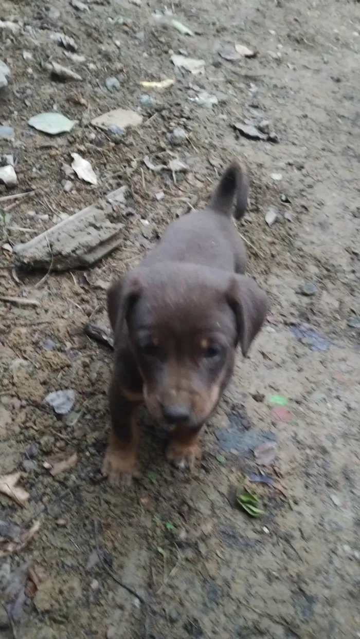 Cachorro ra a SRD-ViraLata idade Abaixo de 2 meses nome Laica Cordelia 